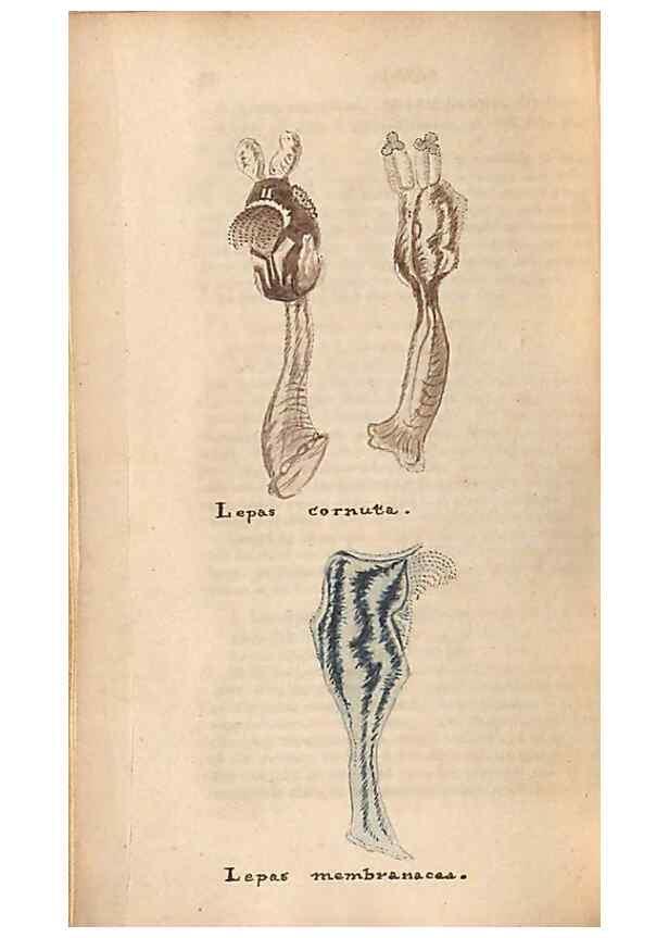 Reproducción/Reproduction 32197321017: A conchological dictionary of the British Islands /. London :John Booth,1819.. 