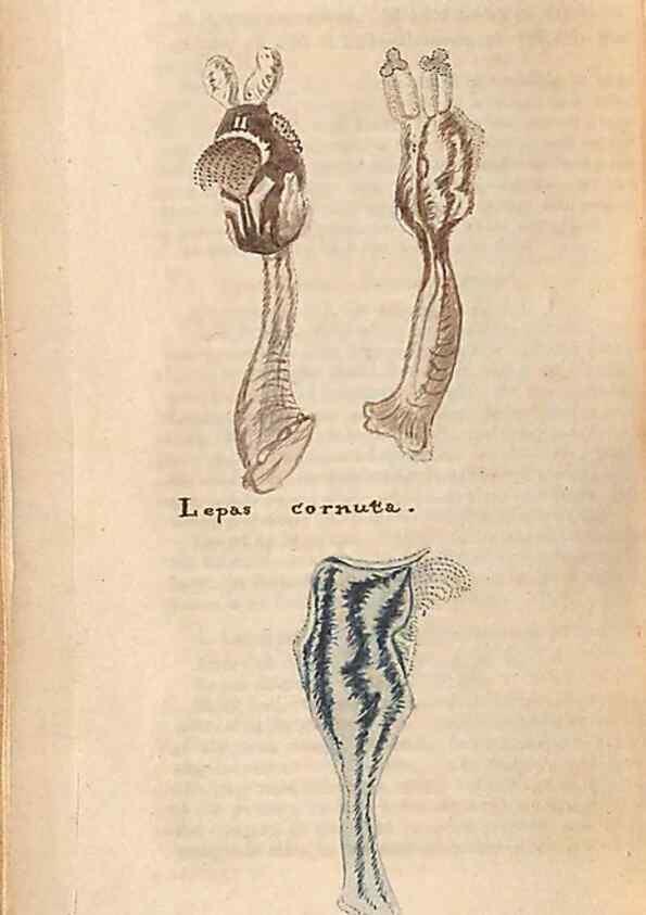 Reproducción/Reproduction 32197321017: A conchological dictionary of the British Islands /. London :John Booth,1819.. 
