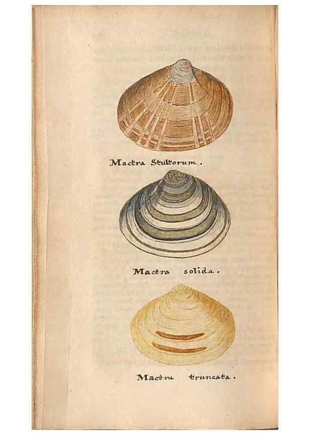Reproducción/Reproduction 46225128905: A conchological dictionary of the British Islands /. London :John Booth,1819.. 