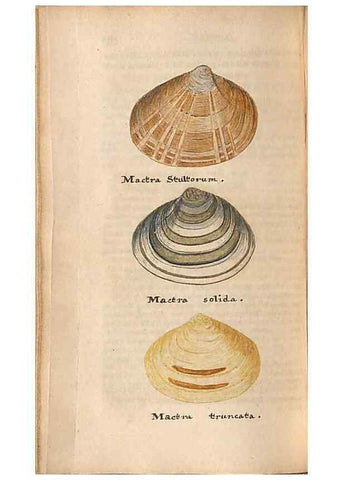 Reproducción/Reproduction 46225128905: A conchological dictionary of the British Islands /. London :John Booth,1819.. 