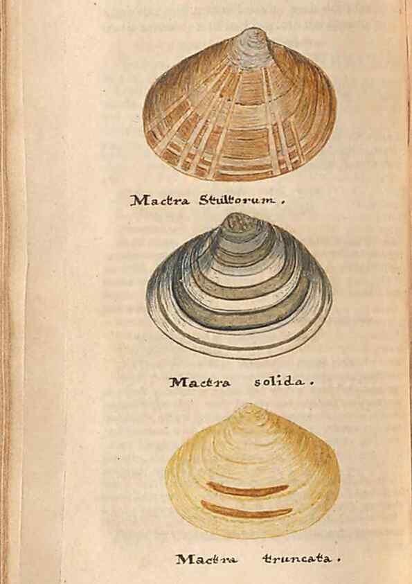 Reproducción/Reproduction 46225128905: A conchological dictionary of the British Islands /. London :John Booth,1819.. 