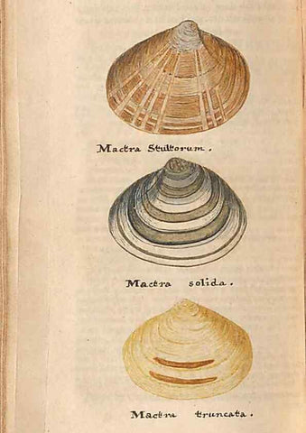 Reproducción/Reproduction 46225128905: A conchological dictionary of the British Islands /. London :John Booth,1819.. 