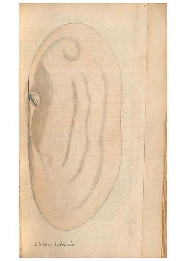 Reproducción/Reproduction 47087109762: A conchological dictionary of the British Islands /. London :John Booth,1819.. 