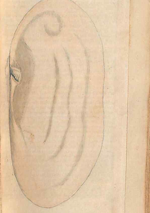 Reproducción/Reproduction 47087109762: A conchological dictionary of the British Islands /. London :John Booth,1819.. 