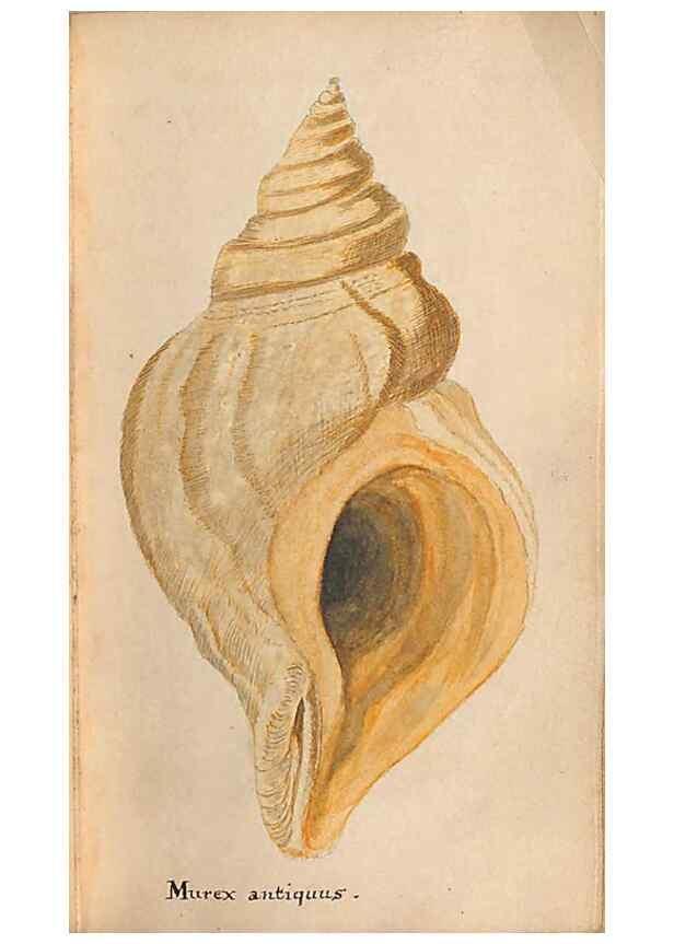 Reproducción/Reproduction 32197322717: A conchological dictionary of the British Islands /. London :John Booth,1819.. 