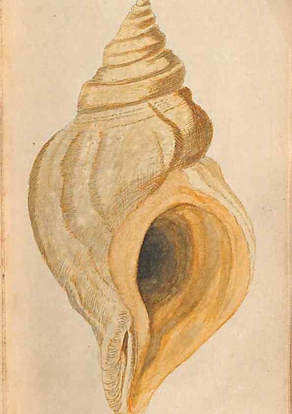 Reproducción/Reproduction 32197322717: A conchological dictionary of the British Islands /. London :John Booth,1819.. 