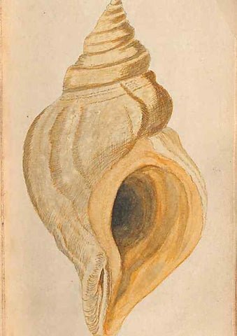 Reproducción/Reproduction 32197322717: A conchological dictionary of the British Islands /. London :John Booth,1819.. 