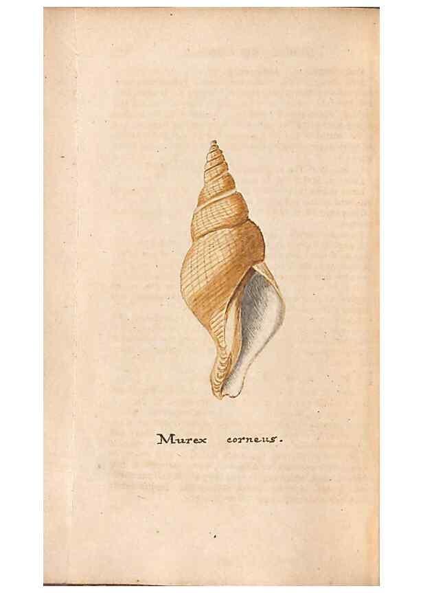 Reproducción/Reproduction 40174444903: A conchological dictionary of the British Islands /. London :John Booth,1819.. 