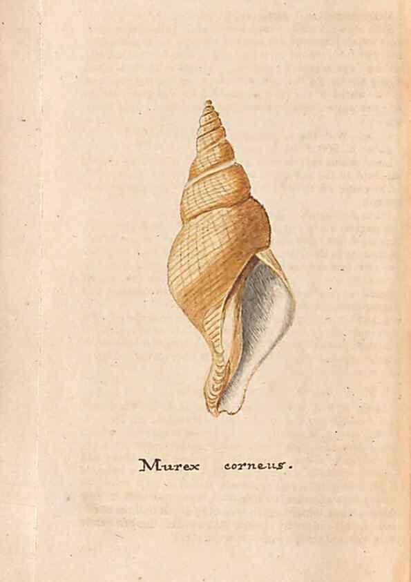 Reproducción/Reproduction 40174444903: A conchological dictionary of the British Islands /. London :John Booth,1819.. 