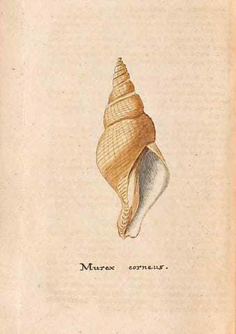 Reproducción/Reproduction 40174444903: A conchological dictionary of the British Islands /. London :John Booth,1819.. 