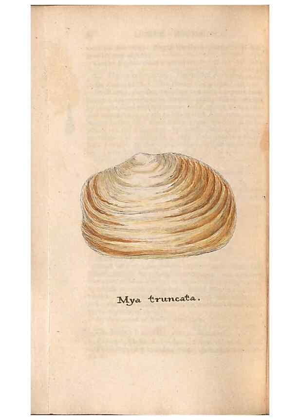 Reproducción/Reproduction 47087111832: A conchological dictionary of the British Islands /. London :John Booth,1819.. 