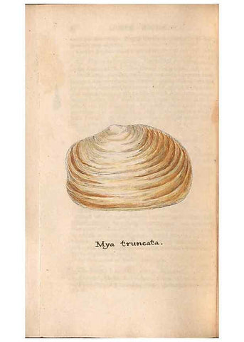 Reproducción/Reproduction 47087111832: A conchological dictionary of the British Islands /. London :John Booth,1819.. 