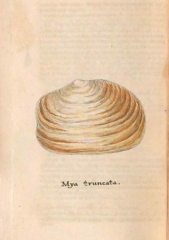 Reproducción/Reproduction 47087111832: A conchological dictionary of the British Islands /. London :John Booth,1819.. 