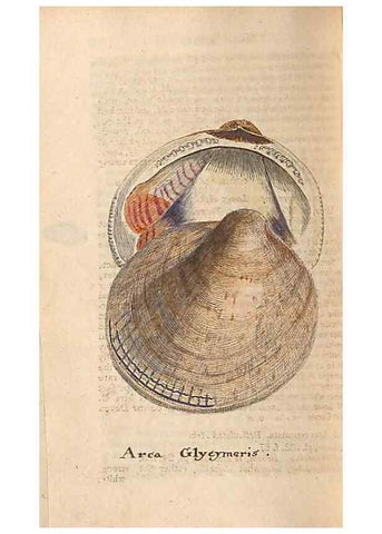 Reproducción/Reproduction 47087107462: A conchological dictionary of the British Islands /. London :John Booth,1819.. 