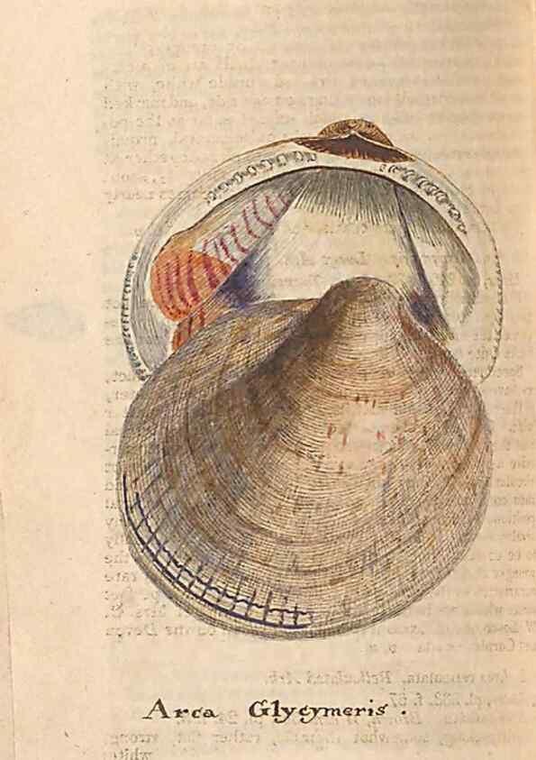 Reproducción/Reproduction 47087107462: A conchological dictionary of the British Islands /. London :John Booth,1819.. 