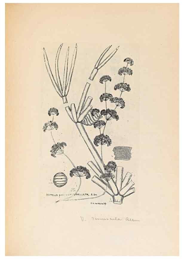 Reproducción/Reproduction 47094094162: Contributions to Japanese Characeae,. n.p.,1898?. 