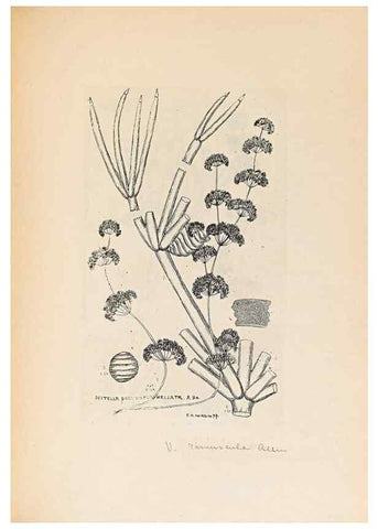 Reproducción/Reproduction 47094094162: Contributions to Japanese Characeae,. n.p.,1898?. 