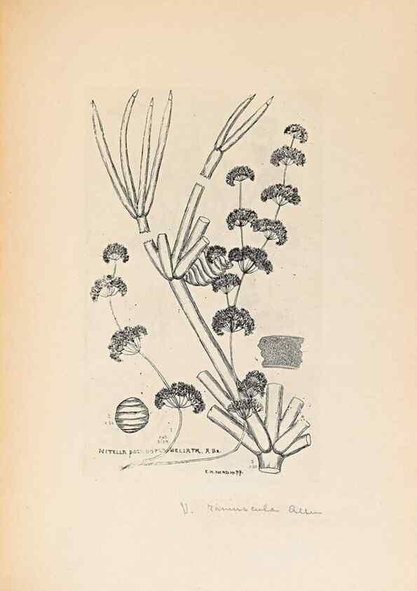 Reproducción/Reproduction 47094094162: Contributions to Japanese Characeae,. n.p.,1898?. 