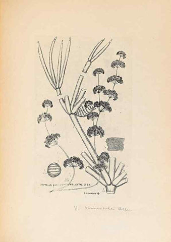 Reproducción/Reproduction 47094094162: Contributions to Japanese Characeae,. n.p.,1898?. 