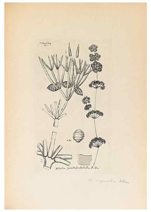 Reproducción/Reproduction 40181332743: Contributions to Japanese Characeae,. n.p.,1898?. 