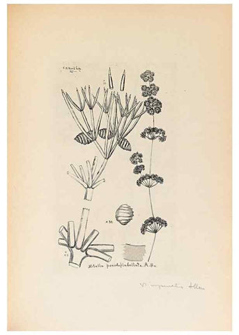 Reproducción/Reproduction 40181332743: Contributions to Japanese Characeae,. n.p.,1898?. 