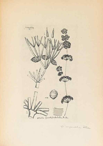 Reproducción/Reproduction 40181332743: Contributions to Japanese Characeae,. n.p.,1898?. 