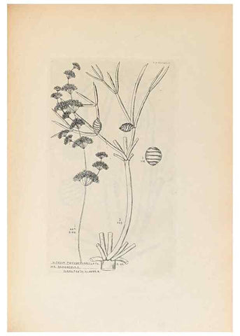 Reproducción/Reproduction 46232055465: Contributions to Japanese Characeae,. n.p.,1898?. 