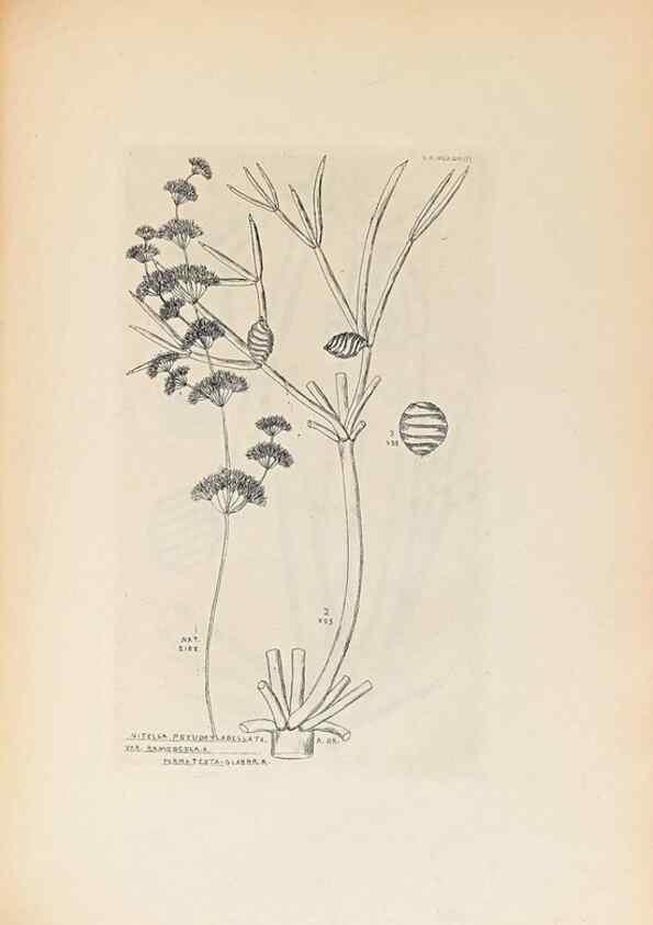 Reproducción/Reproduction 46232055465: Contributions to Japanese Characeae,. n.p.,1898?. 