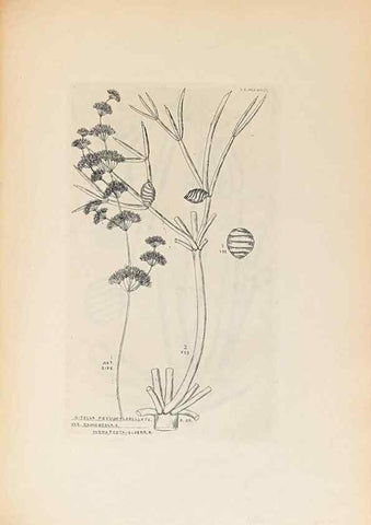Reproducción/Reproduction 46232055465: Contributions to Japanese Characeae,. n.p.,1898?. 