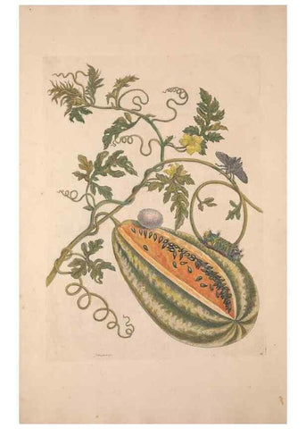 Reproducción/Reproduction 33271219408: Maria Sybilla Meriaen Over de voortteeling en wonderbaerlyke veranderingen der Surinaamsche insecten :. t'Amsterdam :By Jean Frederic Bernard,1730.. 
