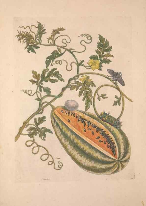 Reproducción/Reproduction 33271219408: Maria Sybilla Meriaen Over de voortteeling en wonderbaerlyke veranderingen der Surinaamsche insecten :. t'Amsterdam :By Jean Frederic Bernard,1730.. 
