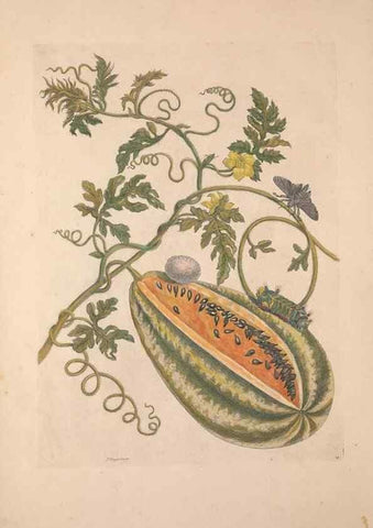 Reproducción/Reproduction 33271219408: Maria Sybilla Meriaen Over de voortteeling en wonderbaerlyke veranderingen der Surinaamsche insecten :. t'Amsterdam :By Jean Frederic Bernard,1730.. 
