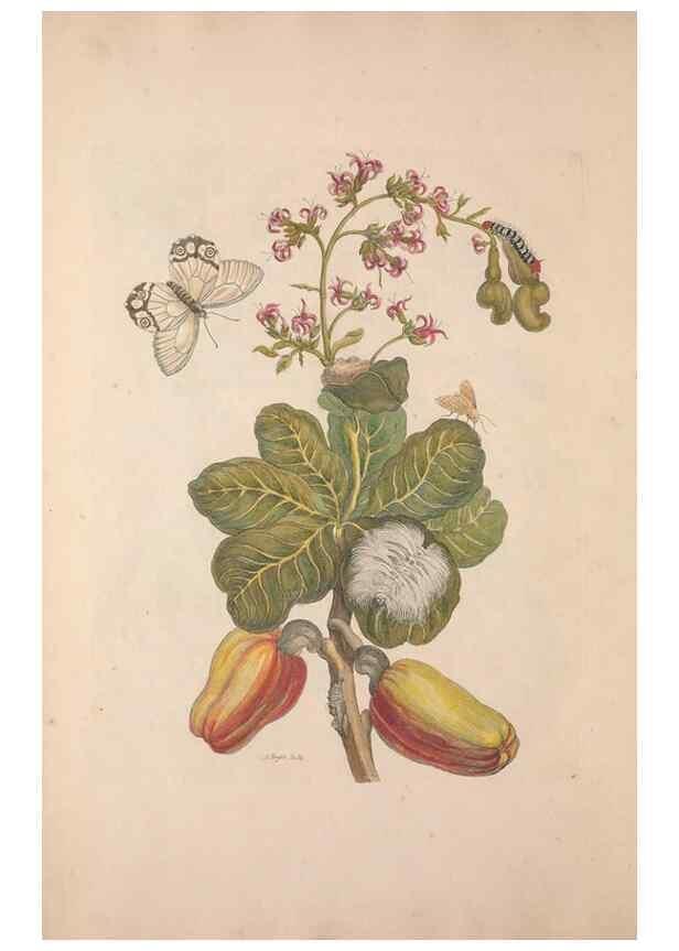 Reproducción/Reproduction 47094251362: Maria Sybilla Meriaen Over de voortteeling en wonderbaerlyke veranderingen der Surinaamsche insecten :. t'Amsterdam :By Jean Frederic Bernard,1730.. 
