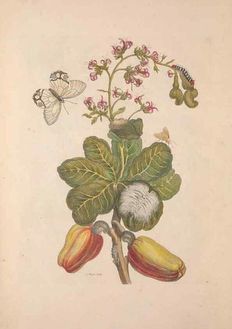 Reproducción/Reproduction 47094251362: Maria Sybilla Meriaen Over de voortteeling en wonderbaerlyke veranderingen der Surinaamsche insecten :. t'Amsterdam :By Jean Frederic Bernard,1730.. 