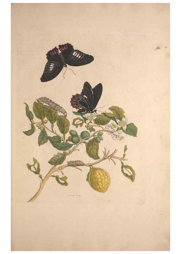 Reproducción/Reproduction 47094252782: Maria Sybilla Meriaen Over de voortteeling en wonderbaerlyke veranderingen der Surinaamsche insecten :. t'Amsterdam :By Jean Frederic Bernard,1730.. 