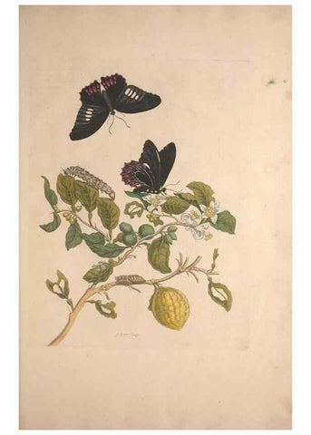 Reproducción/Reproduction 47094252782: Maria Sybilla Meriaen Over de voortteeling en wonderbaerlyke veranderingen der Surinaamsche insecten :. t'Amsterdam :By Jean Frederic Bernard,1730.. 