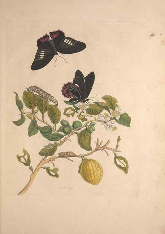 Reproducción/Reproduction 47094252782: Maria Sybilla Meriaen Over de voortteeling en wonderbaerlyke veranderingen der Surinaamsche insecten :. t'Amsterdam :By Jean Frederic Bernard,1730.. 