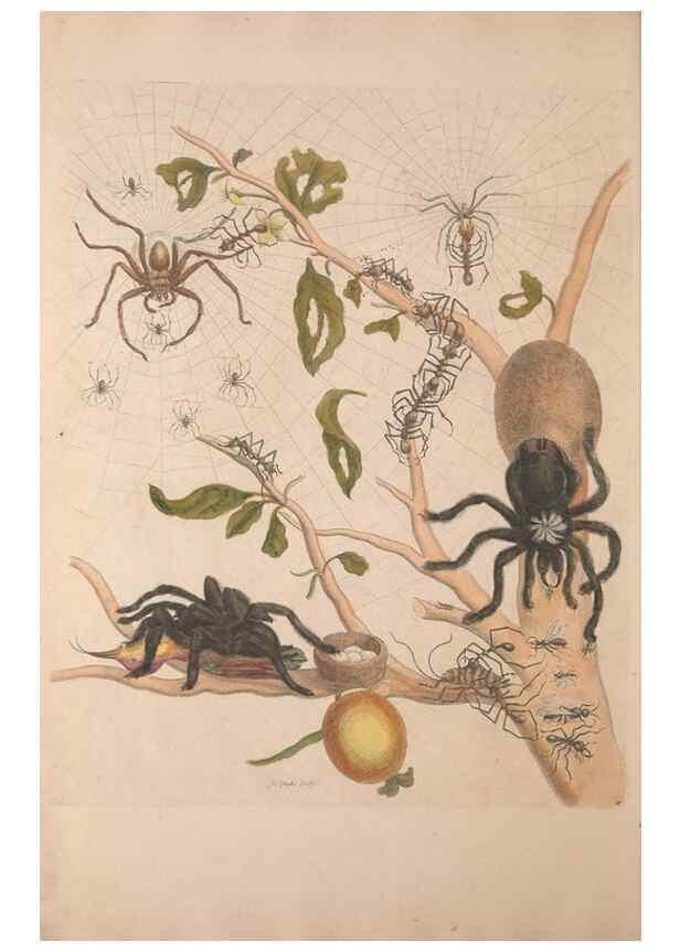 Reproducción/Reproduction 47094254132: Maria Sybilla Meriaen Over de voortteeling en wonderbaerlyke veranderingen der Surinaamsche insecten :. t'Amsterdam :By Jean Frederic Bernard,1730.. 