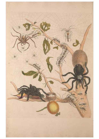 Reproducción/Reproduction 47094254132: Maria Sybilla Meriaen Over de voortteeling en wonderbaerlyke veranderingen der Surinaamsche insecten :. t'Amsterdam :By Jean Frederic Bernard,1730.. 