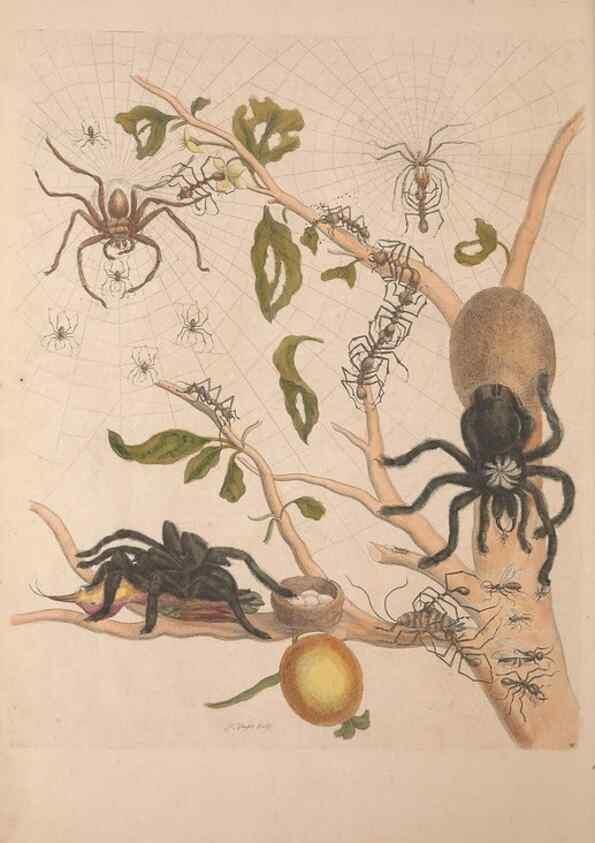 Reproducción/Reproduction 47094254132: Maria Sybilla Meriaen Over de voortteeling en wonderbaerlyke veranderingen der Surinaamsche insecten :. t'Amsterdam :By Jean Frederic Bernard,1730.. 