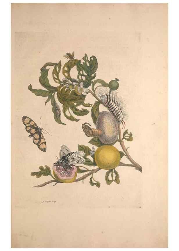 Reproducción/Reproduction 47094255732: Maria Sybilla Meriaen Over de voortteeling en wonderbaerlyke veranderingen der Surinaamsche insecten :. t'Amsterdam :By Jean Frederic Bernard,1730.. 