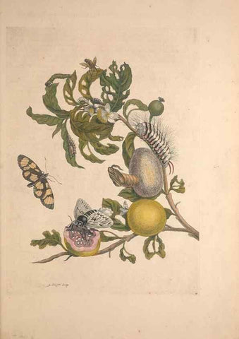 Reproducción/Reproduction 47094255732: Maria Sybilla Meriaen Over de voortteeling en wonderbaerlyke veranderingen der Surinaamsche insecten :. t'Amsterdam :By Jean Frederic Bernard,1730.. 