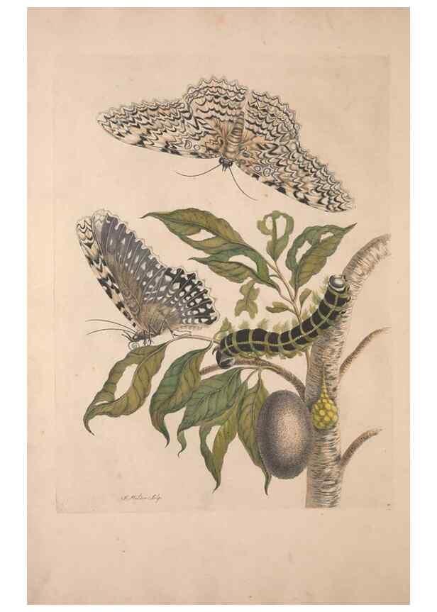 Reproducción/Reproduction 40181501003: Maria Sybilla Meriaen Over de voortteeling en wonderbaerlyke veranderingen der Surinaamsche insecten :. t'Amsterdam :By Jean Frederic Bernard,1730.. 