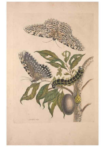 Reproducción/Reproduction 40181501003: Maria Sybilla Meriaen Over de voortteeling en wonderbaerlyke veranderingen der Surinaamsche insecten :. t'Amsterdam :By Jean Frederic Bernard,1730.. 
