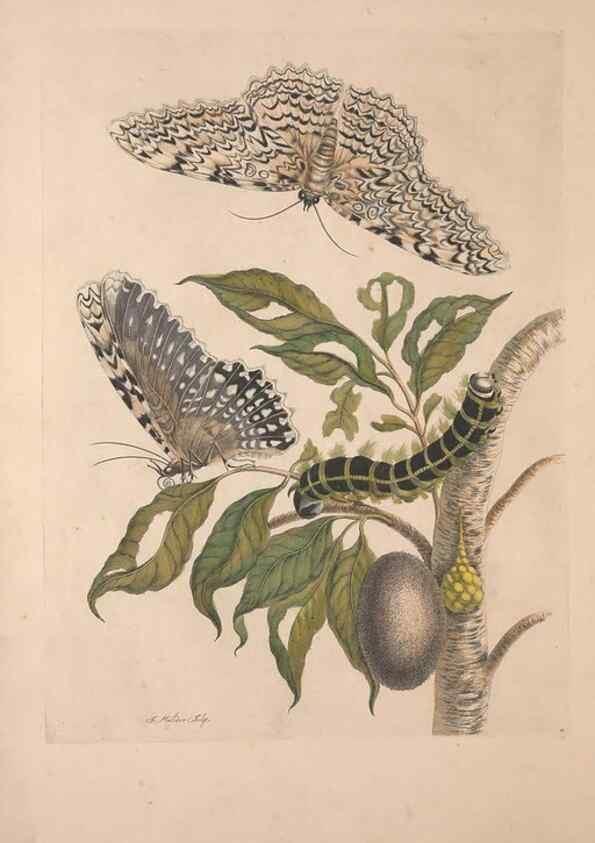 Reproducción/Reproduction 40181501003: Maria Sybilla Meriaen Over de voortteeling en wonderbaerlyke veranderingen der Surinaamsche insecten :. t'Amsterdam :By Jean Frederic Bernard,1730.. 