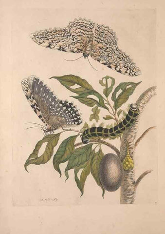 Reproducción/Reproduction 40181501003: Maria Sybilla Meriaen Over de voortteeling en wonderbaerlyke veranderingen der Surinaamsche insecten :. t'Amsterdam :By Jean Frederic Bernard,1730.. 