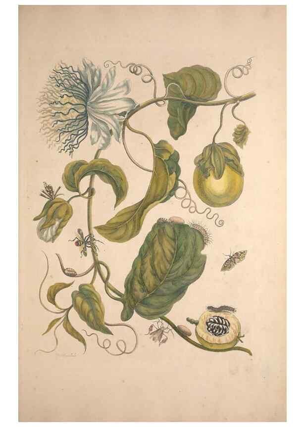 Reproducción/Reproduction 32204587587: Maria Sybilla Meriaen Over de voortteeling en wonderbaerlyke veranderingen der Surinaamsche insecten :. t'Amsterdam :By Jean Frederic Bernard,1730.. 