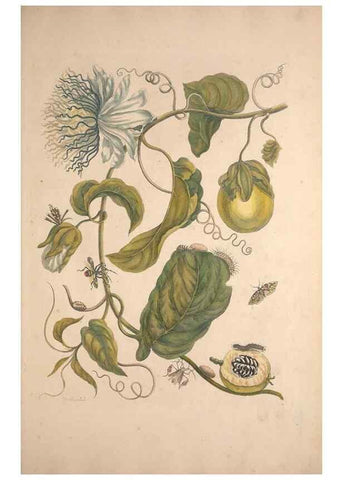 Reproducción/Reproduction 32204587587: Maria Sybilla Meriaen Over de voortteeling en wonderbaerlyke veranderingen der Surinaamsche insecten :. t'Amsterdam :By Jean Frederic Bernard,1730.. 