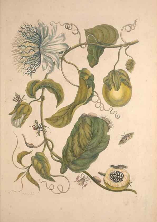 Reproducción/Reproduction 32204587587: Maria Sybilla Meriaen Over de voortteeling en wonderbaerlyke veranderingen der Surinaamsche insecten :. t'Amsterdam :By Jean Frederic Bernard,1730.. 