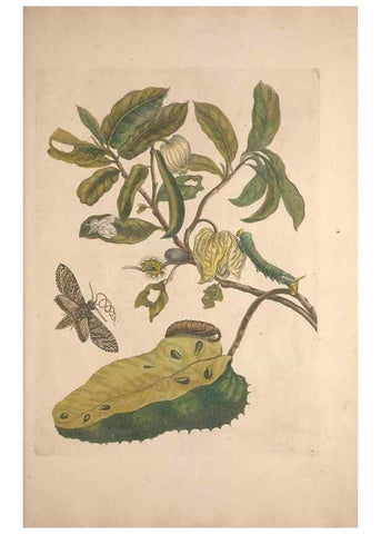 Reproducción/Reproduction 33271219148: Maria Sybilla Meriaen Over de voortteeling en wonderbaerlyke veranderingen der Surinaamsche insecten :. t'Amsterdam :By Jean Frederic Bernard,1730.. 